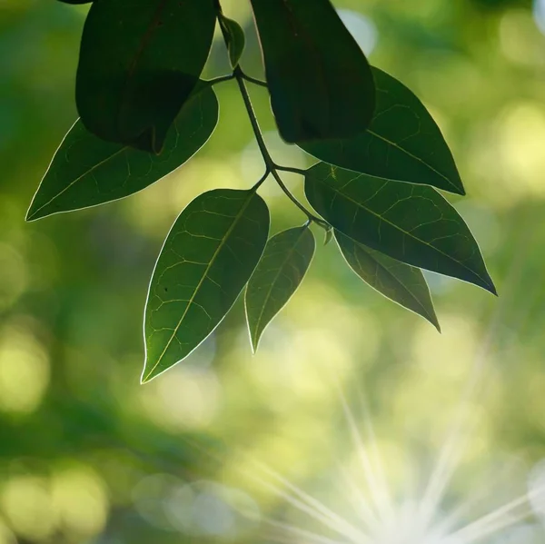 Grüne Blätter Und Äste Der Natur Sommer — Stockfoto