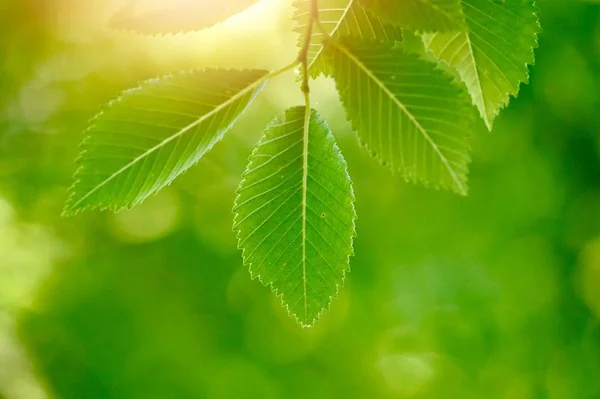 Grüne Blätter Und Äste Der Natur Sommer — Stockfoto