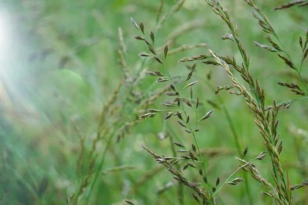 夏の庭の緑の花の植物 自然の中で植物 — ストック写真