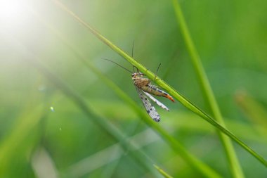 Yaz aylarında bahçede yeşil çiçek bitki, doğada bitkiler