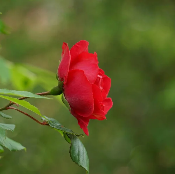Red Rose Flower Plant Nature Summer — Stock Photo, Image