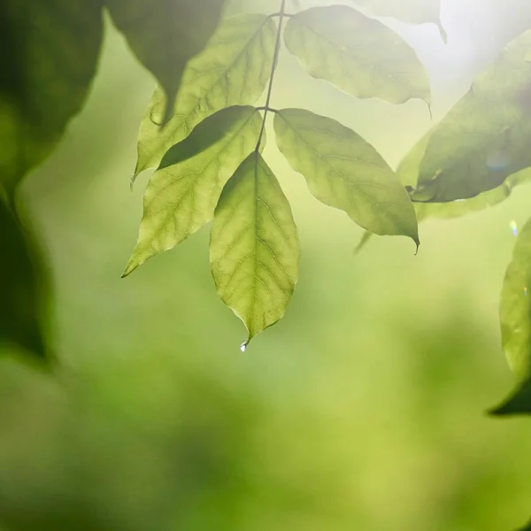 Grüne Blätter Und Äste Der Natur Sommer Grüner Hintergrund — Stockfoto