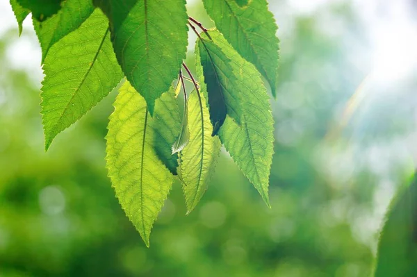 Grüne Blätter Und Äste Der Natur Sommer Grüner Hintergrund — Stockfoto