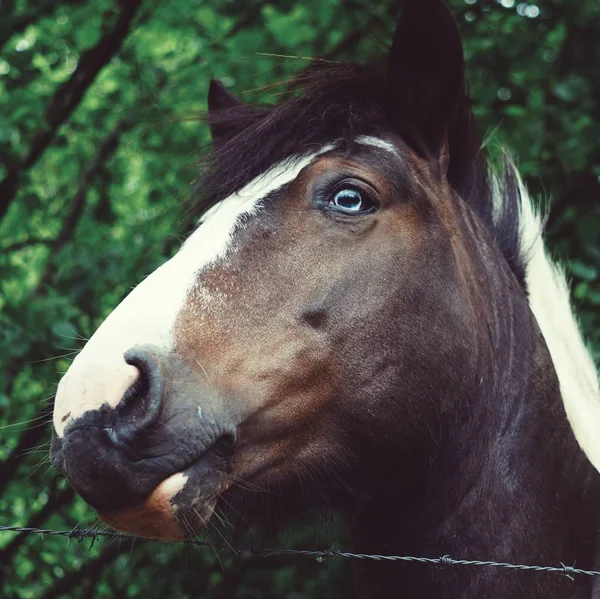 Braunes Pferdeporträt Auf Der Weide Der Natur — Stockfoto