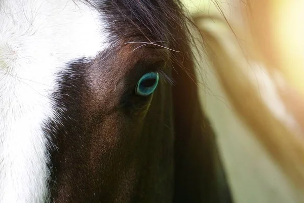 自然の中の草原の茶色の馬の肖像画 — ストック写真