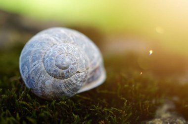 doğada yerde küçük beyaz salyangoz