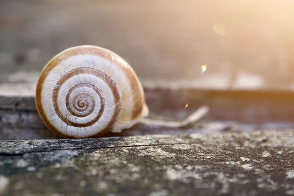Little White Snail Ground Nature — Stock Photo, Image
