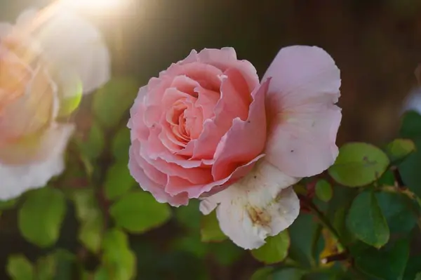 Pink Flower Plant Garden Summer Flower Pink Petals Nature — Stock Photo, Image