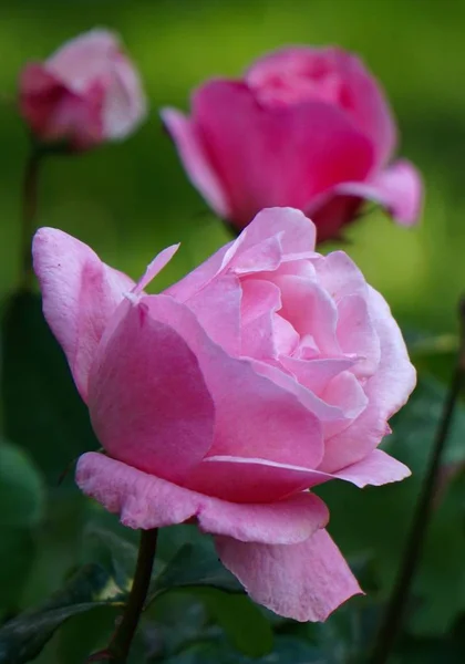 Pink Flower Plant Garden Summer Flower Pink Petals Nature — Stock Photo, Image