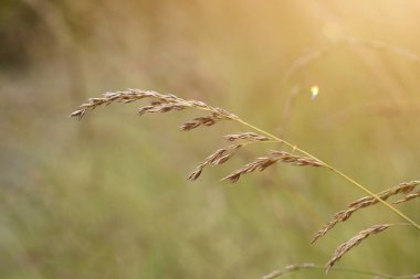 yaz aylarında bahçede yeşil çiçek bitki, yeşil arka plan