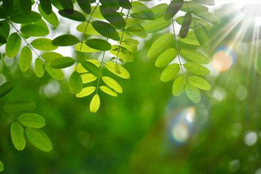 yeşil ağaç yaprakları ve yaz aylarında doğa dalları, yeşil arka plan