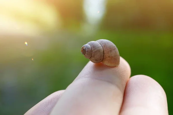 Malý Hlemýždi Zemi Přírodě — Stock fotografie