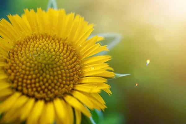 Gelbe Blume Sommer Garten Blume Mit Gelben Blütenblättern Der Natur — Stockfoto