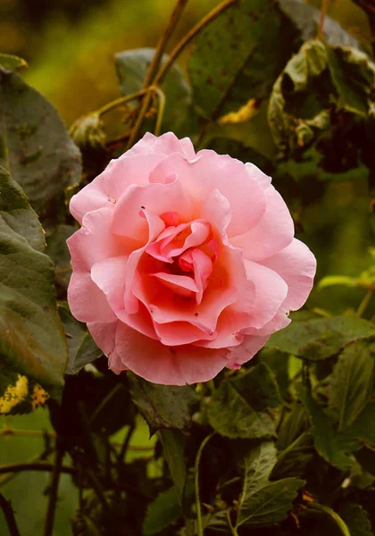 Planta Flores Rosadas Jardín Verano Flor Con Pétalos Rosados Naturaleza — Foto de Stock