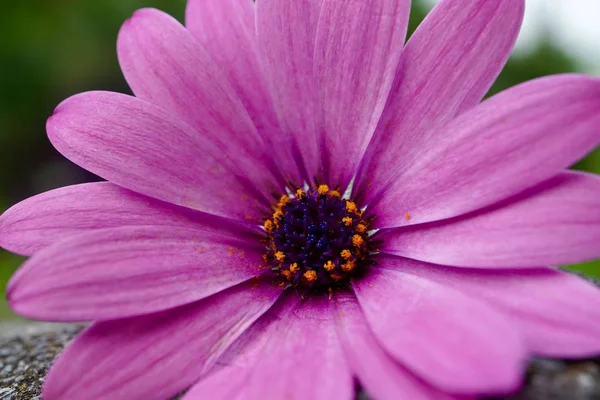 夏の庭のピンクの花の植物 自然の中でピンクの花びらと花 — ストック写真