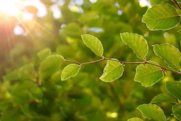 夏の自然の中で緑の木の葉や枝 緑の背景 — ストック写真