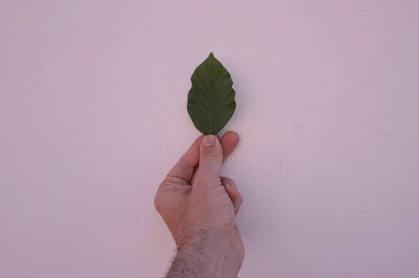 hand with plant leaf in the nature, man hand with plants