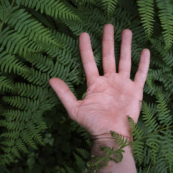 Kézzel Növényi Levél Természetben Ember Keze Növényekkel — Stock Fotó