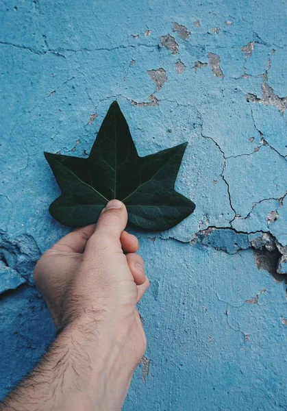 Mano Con Hoja Planta Naturaleza Mano Hombre Con Plantas —  Fotos de Stock