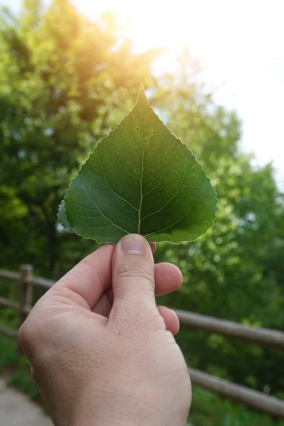 Liści Roślin Naturze Ręka Człowieka Roślinami — Zdjęcie stockowe