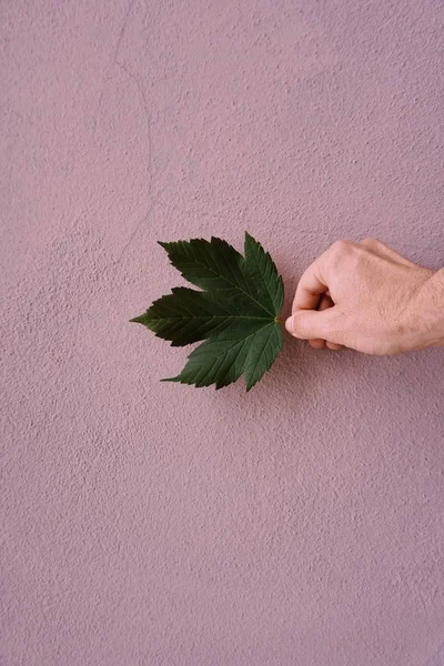 Mão Com Folha Planta Natureza Mão Homem Com Plantas — Fotografia de Stock