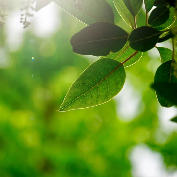 Зеленые Листья Деревьев Ветви Природе Летом Зеленый Фон — стоковое фото
