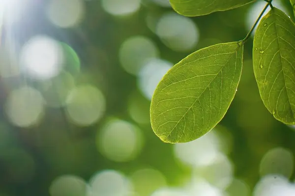 Grüne Blütenpflanze Der Natur Sommer — Stockfoto