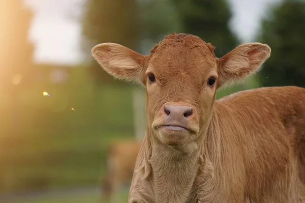 brown cow portrait in the farm in the nature