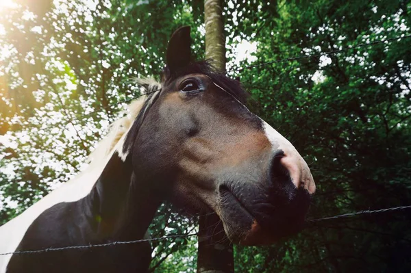 Portrait Cheval Brun Dans Ferme Dans Nature — Photo