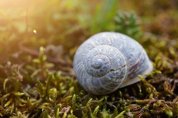 Pequeño Caracol Blanco Naturaleza —  Fotos de Stock