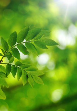 yeşil ağaç yaprakları ve yaz aylarında doğa dalları, yeşil arka plan