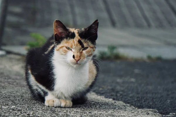 Potulný Kočičí Portrét Ulici Přírodě — Stock fotografie