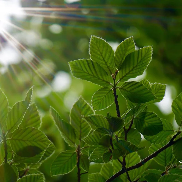 Hojas Ramas Árboles Verdes Naturaleza Verano Fondo Verde — Foto de Stock