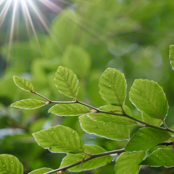 夏の自然の中で緑の木の葉や枝 緑の背景 — ストック写真