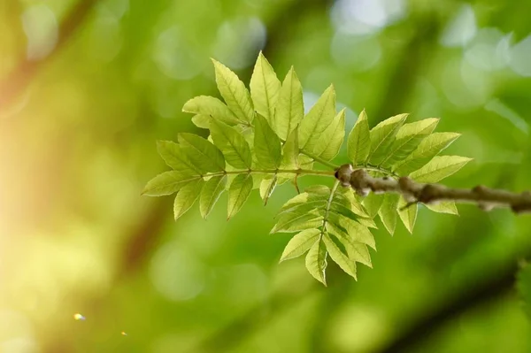 Grüne Blätter Und Äste Der Natur Sommer Grüner Hintergrund — Stockfoto