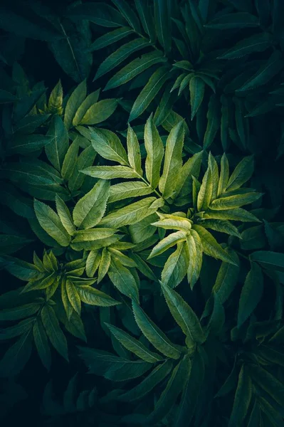 Green Plant Leaves Textured Garden Nature — Stock Photo, Image