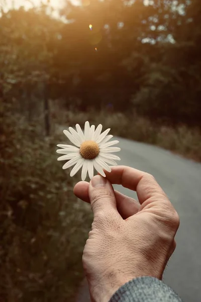 Hand Med Vacker Blomma Naturen — Stockfoto