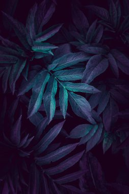 mavi ve yeşil bitki sonbaharda bahçede dokulu yaprakları