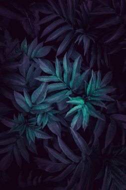 mavi ve yeşil bitki sonbaharda bahçede dokulu yaprakları