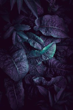 mavi ve yeşil bitki sonbaharda bahçede dokulu yaprakları