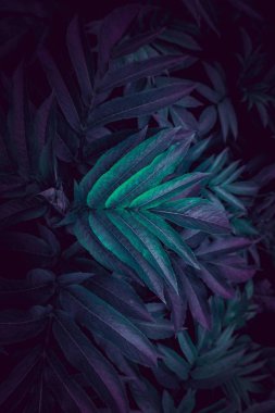 mavi ve yeşil bitki sonbaharda bahçede dokulu yaprakları