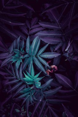 mavi ve yeşil bitki sonbaharda bahçede dokulu yaprakları