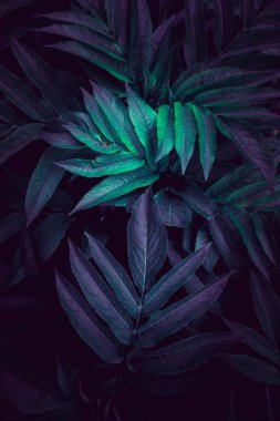 mavi ve yeşil bitki sonbaharda bahçede dokulu yaprakları