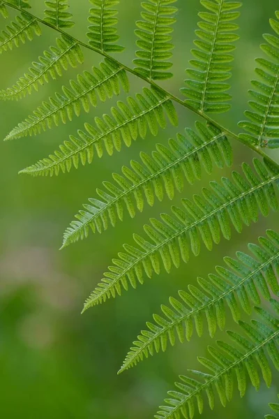 Fougère Verte Dans Nature Automne — Photo