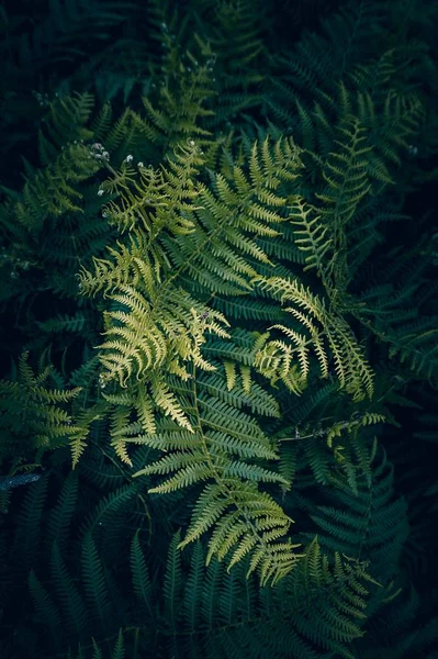 Groene Fern Plant Natuur Herfst — Stockfoto