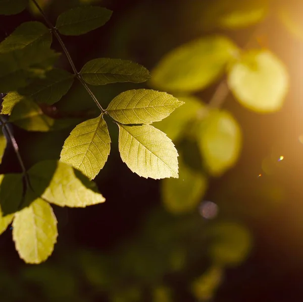 Grüne Blätter Und Äste Der Natur Herbst Grüner Hintergrund — Stockfoto