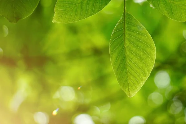 Зеленые Листья Деревьев Ветви Природе Осенью Зеленый Фон — стоковое фото