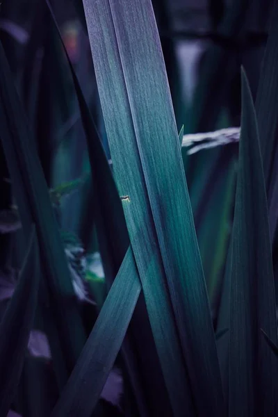 Folhas Plantas Azuis Verdes Texturizadas Jardim Outono — Fotografia de Stock