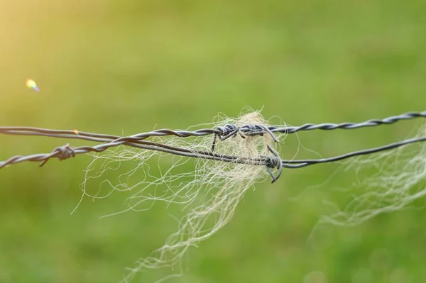 Animal Hair Barbed Wire Fence Meadow — Stock Photo, Image