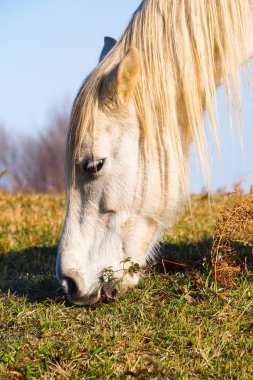                  çayırda çiftlikte otlatma beyaz at portre              